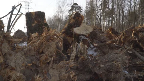 Uprooted stumps of large trees Stock Footage 87762927
