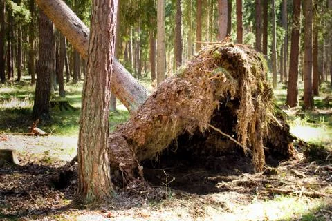 Uprooted tree after the storm. Common damage in the forest. Stock Photos