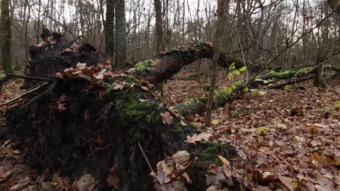 Uprooted tree after the storm Video stock 120649042