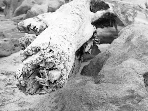 Uprooted tree on the beach Stock Photos