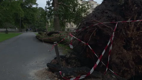 Uprooted tree blocked by caution tape beside park path with broken ground and Stock Footage 344971369