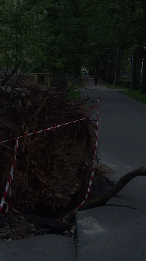Uprooted tree blocks cracked park walkway beside caution tape and distant Stock Footage 344969550