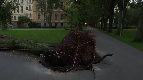 Uprooted tree blocks park walkway beside caution tape and exposed roots Stock Footage 344974054