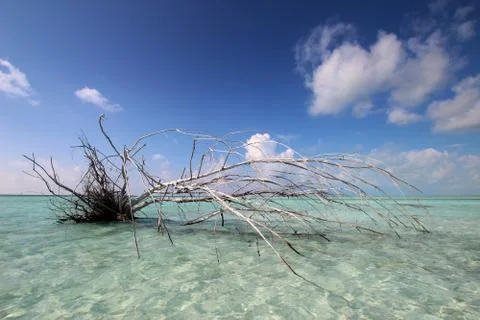 Uprooted tree on coast Stock Photos