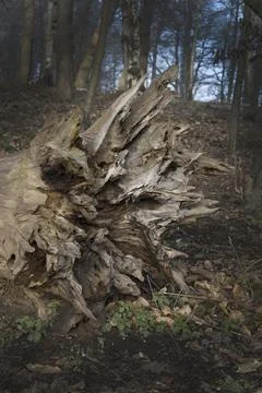 Uprooted tree damaged by storm Fotos Stock