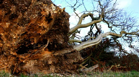 Uprooted tree - dolly shot Stock Footage 35104803
