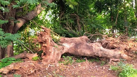 Uprooted Tree – Environmental Stock Footage 317284178