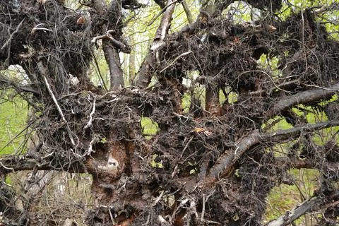 Uprooted tree with exposed root system and tangled branches set against 写真素材