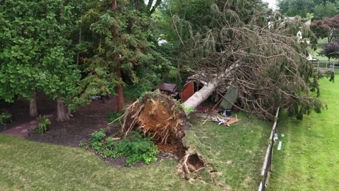 Uprooted tree with exposed roots crushes small shed in backyard at Manheim Stock Footage 341690200