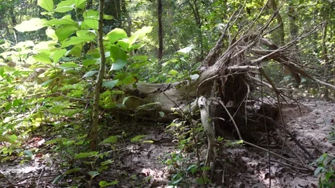 Uprooted Tree with Exposed Roots Vídeo Stock 329389104