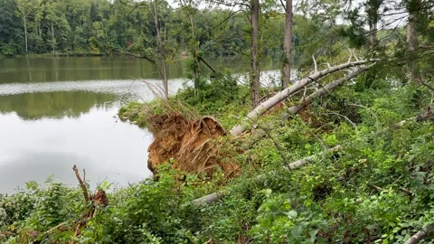 Uprooted Tree with Exposed Roots on Lake Shore After Severe Storm Damage Stock Footage 345344482