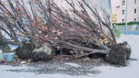 Uprooted tree with exposed roots lying on a city sidewalk after a storm Vídeos de archivo 347181742