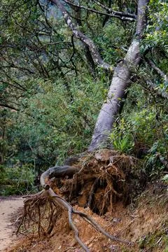 Uprooted Tree with Exposed Roots on Mountain Trail After Storm 写真素材