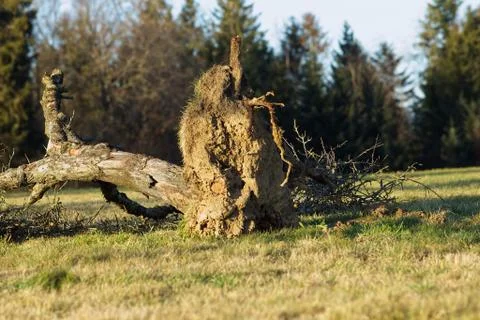 Uprooted tree fall down in storm Stock Photos