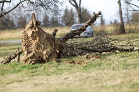 Uprooted tree fall down in storm Stock Photos