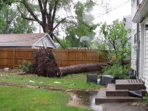 Uprooted tree Vidéo 12019698