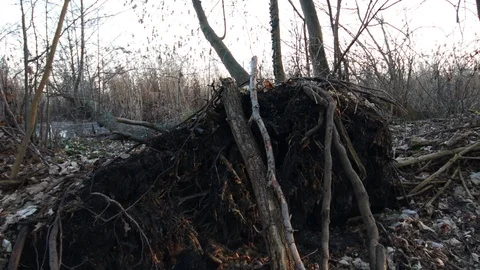 Uprooted tree Stock Footage 123980140