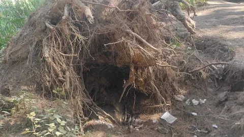 Uprooted Tree Stock Footage 303259873