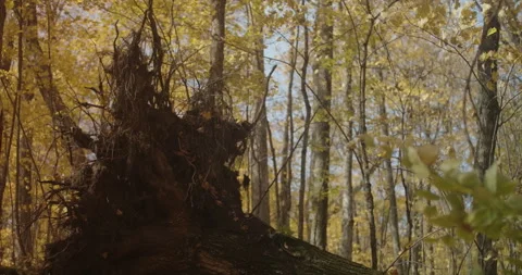 Uprooted tree in forest Stock Footage 142117877
