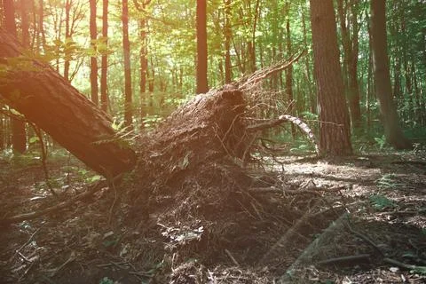 Uprooted tree in the forest , sunset time . Ecology and climate problems co.. Stock Photos