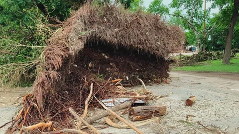 Uprooted Tree on Ground After Guadalupe River Flood, Kerrville Texas July 2025 Stock Footage 312750017