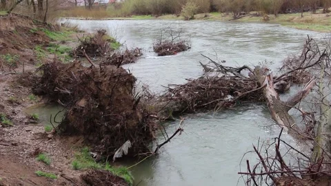 Uprooted tree that has fallen into a calm flowing river or stream. Fallen tree Stock Footage 152987527