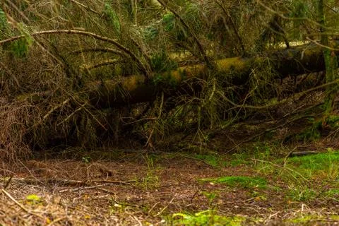 Uprooted tree that has fallen in a storm blocking a path. Stock Photos