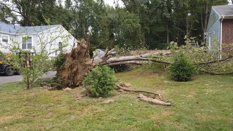 Uprooted tree on lawn Stock Footage 118303511