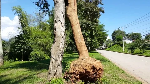 Uprooted tree leans on another tree trunk next to road, trees, houses, grass Vídeos de archivo 77499200