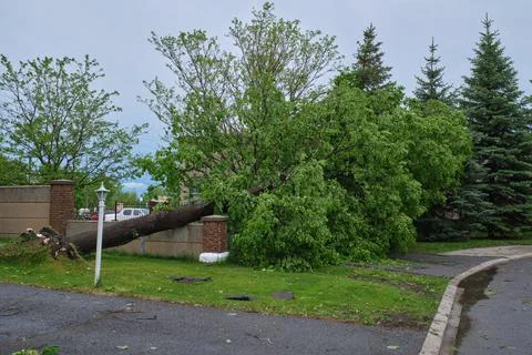 Uprooted tree in Ottawa suburb after derecho thunderstorm Stock Photos