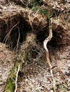 Uprooted tree Stock Photos