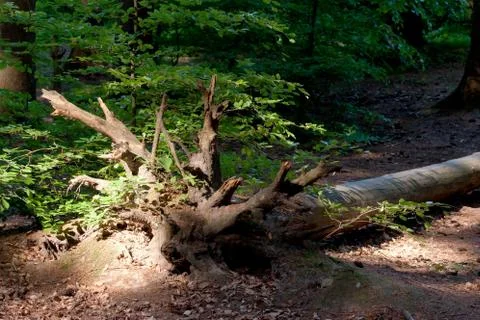Uprooted tree Stock Photos