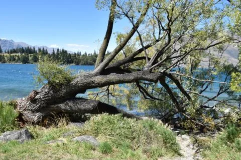 Uprooted Tree Stock Photos