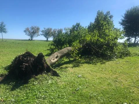 Uprooted Tree Stock Photos