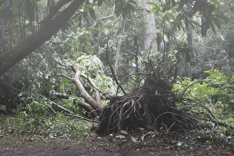 Uprooted Tree 스톡 사진