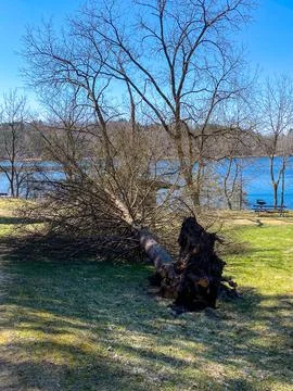 Uprooted Tree Stock Photos