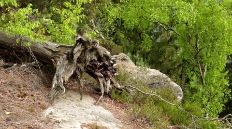 Uprooted Tree root Stock Footage 50064430