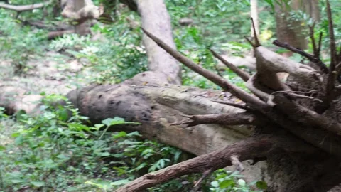 Uprooted tree showing exposed roots Stock Footage 319928036
