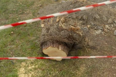 Uprooted tree stump and cut log behind safety tape on grassy ground Stock Photos