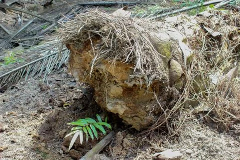 Uprooted tree stump with exposed roots in a palm plantation Stock Photos