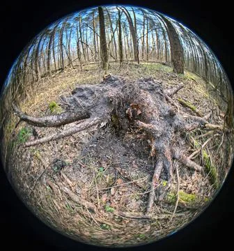 Uprooted tree stump with large roots lies in a spring forest surrounded by .. Photos
