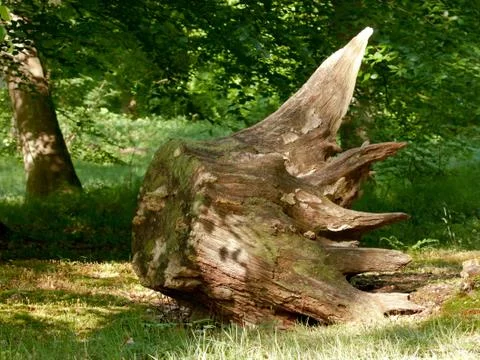 Uprooted tree stump Foto stock
