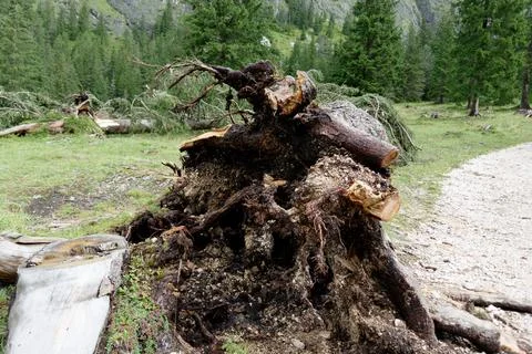 Uprooted Tree Stump Foto stock