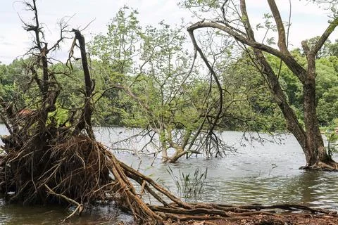 Uprooted Tree Stumps and Roots by Lake for Erosion Disaster Background Stock Photos