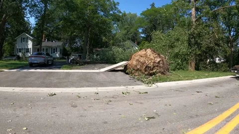 Uprooted Tree from Tornado Storm Armada, Michigan 4K Wide Angle Video stock 157738119