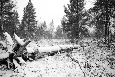 Uprooted tree trunk prone in forest, covered in snow Stock Photos