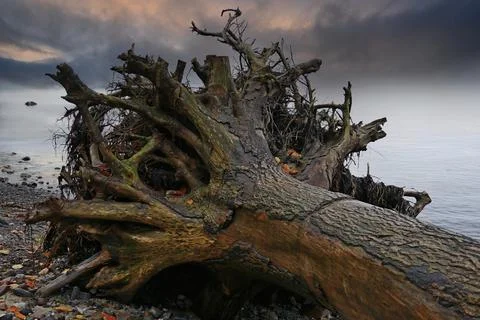Uprooted tree trunk washed up on beach Stock Photos