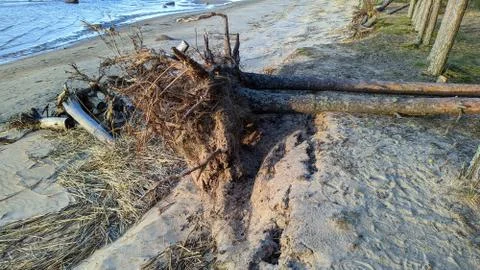 Uprooted tree from a wild wind on a sandy beach in the daytime Stock Photos