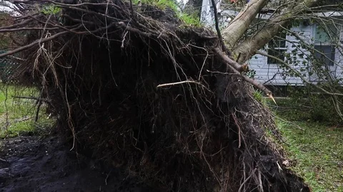 Uprooted tree from wind - Camera moving around Stock Footage 97835812