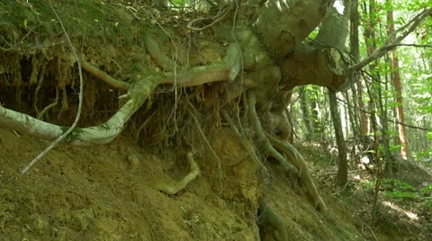 Uprooted Tree in Woods Stock Footage 52213681